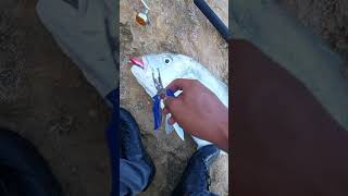 Download lagu Landbase Casting with minnow 40gr #short mp3