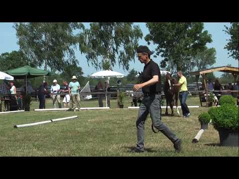 Sudweyher Fohlenschau 2019 - Kat.-Nr. 09