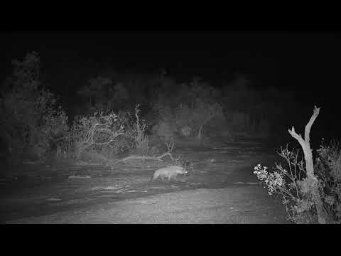 Djuma: Lone Hyena passing by - 03:52 - 11/06/19