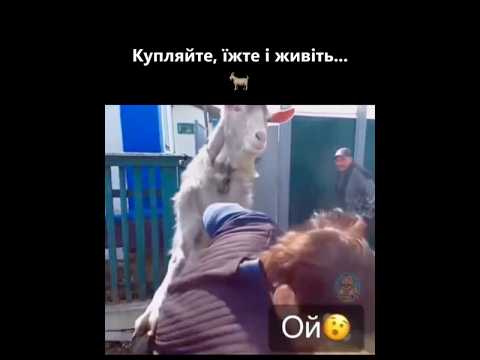 Жарти від наших🌵🇺🇦😎😃чия вона є🐐