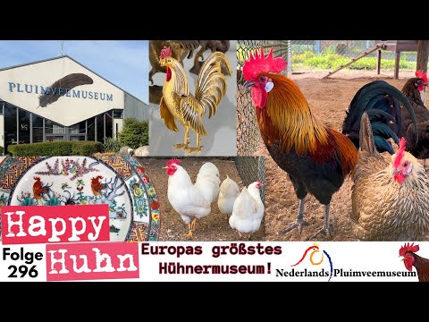 Europe's largest chicken collection! A tour of the Pluimvee Museum with 40 chicken breeds! - HAPP...