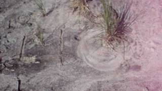 preview picture of video 'Strange Drawing Plants on the beach.AVI'