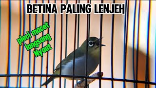 Download lagu Pleci betina Bustomi paling lenjeh ngeciran sekali pancing pleci jantan langsung nyaut Gacor nembak mp3