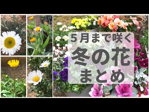 春に咲くように12月に植えるべき花は何ですか?生き生きとしたカラーで選ばれた6つ  庭園