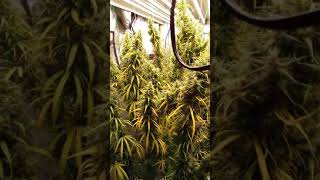 Barneys Farm Dr. Grinspoon Day 79 of Flower Grown by Good Clean Cannabis