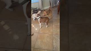 Video preview image #1 Boston Terrier Puppy For Sale in Valrico, FL, USA