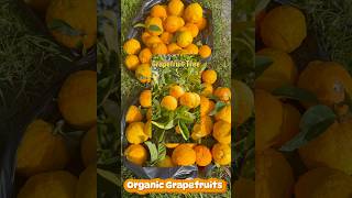 Download lagu Organic Grapefruits #grapefruit #citrus #shortvideo mp3