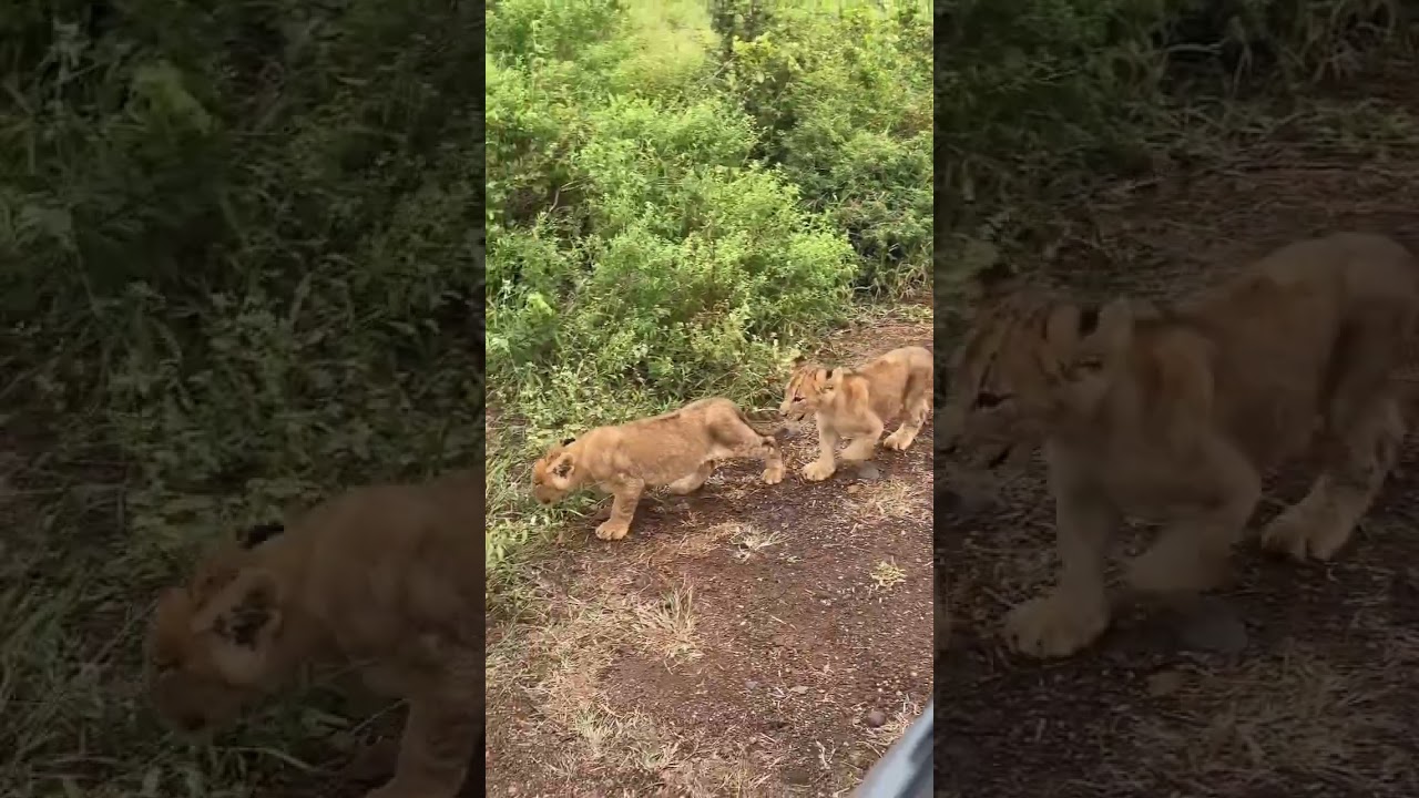 Lion cubs looking at their mother #trending #wildlife #viral