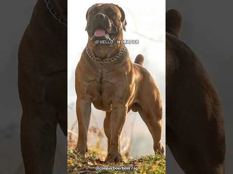 Boerboel | The South African Mastiff