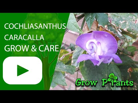 , title : 'Cochliasanthus caracalla - grow & care (Snail vine)'