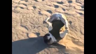 Смотреть онлайн Замедленная съемка падения неуклюжей собаки