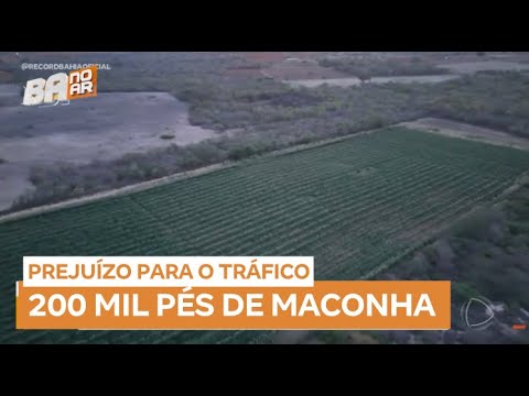 Operação policial destrói mais de 230 mil pés de maconha na Bahia