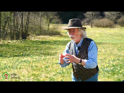 Narzissentäler in der Eifel - Pate Jean Pütz