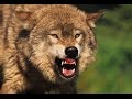 How To Tame A Wild Animal