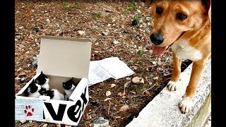 Dog finds abandoned kittens and becomes the perfect foster dad
