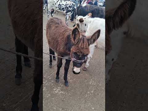 plaza Tunja dp Boyacá.