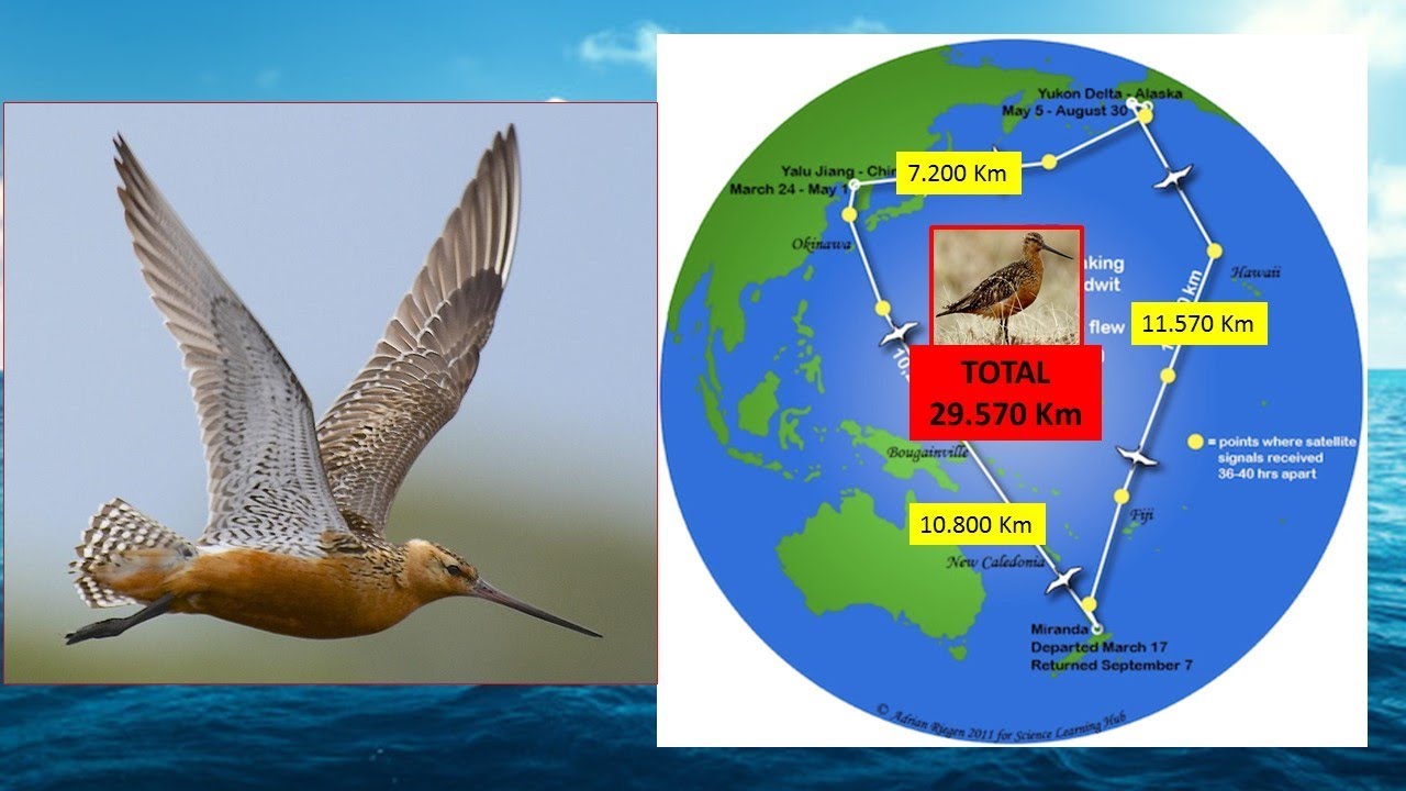 QUAL AVE CONSEGUE FICAR MAIS TEMPO NO CÉU SEM POUSAR? VEJA A CAMPEÃ DE VOO ENTRE GRANDES DISTÂNCIAS!