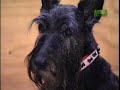 Scottish Terrier - Todo sobre el Scottish Terrier