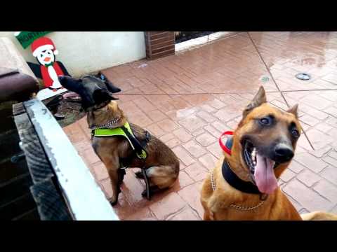 Ronel Pets 🐕Dog's