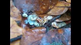 preview picture of video 'Hermit Crab Action - Eco Adventures, Cove Bay Hike'