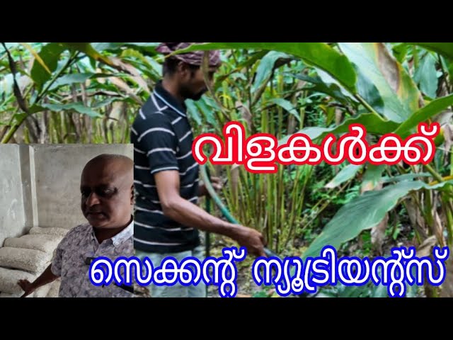 ദ്വിതീയ മൂലകങ്ങളുടെ പ്രാധാന്യവും കർഷകർ ശ്രദ്ധിക്കേണ്ട കാര്യങ്ങളും