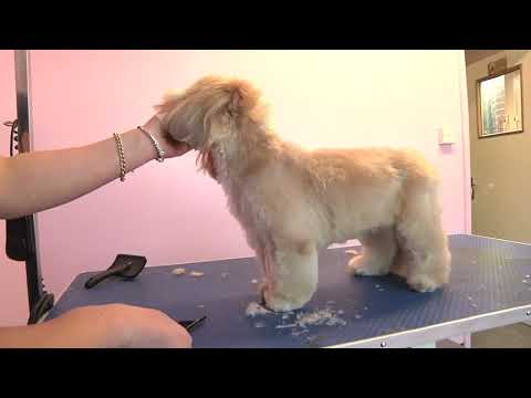 Mobile Dog Grooming Whitehaven - Neils Dogwash
