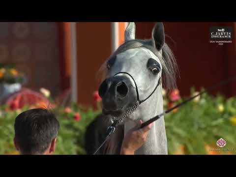 N 71 D ASERAH   GCAT Valkenswaard 2025   Junior Fillies Class 2B