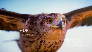 Introducing True 4K Gaming on Xbox One X