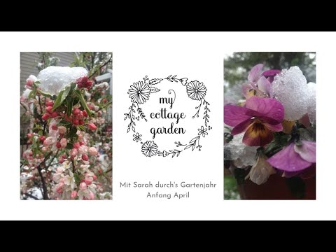 Rosenschnitt und ein Trick für viele Blüten