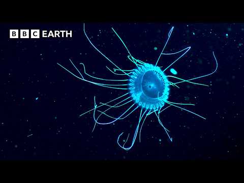 Wild Animals: Most Incredible Moments Caught on Camera | BBC Earth