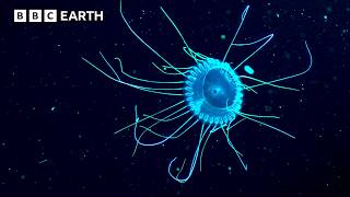 Wild Animals: Most Incredible Moments Caught on Camera | BBC Earth