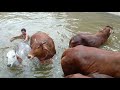 LDF Desi Cows taking bath in Swimming Pool LDF Desi Cows taking bath in Swimming Pool