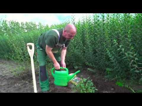 Pflanzanleitung für die "Liguster-Hecke"