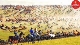 Wonderful World Largest and Oldest Horse Farm in China and Mongolia, The Royal Military Horseyard