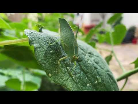 Male Katydid - Strange  behaviour