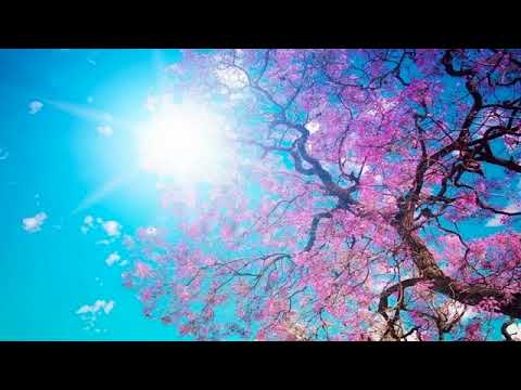 Oricine iubește o floare - video
