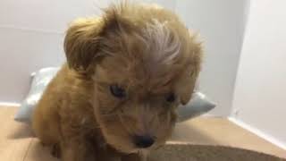 ハーフ犬の動画01