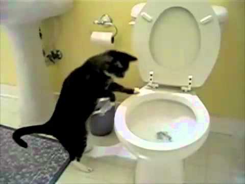 Virus4fun.ch - Katze spült Toilette