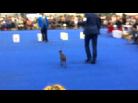 WDS 2014 The best Italian Greyhound males in Champion Class