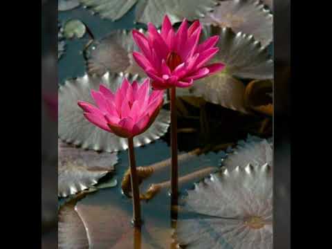 Madhobi modhupe holo mitali