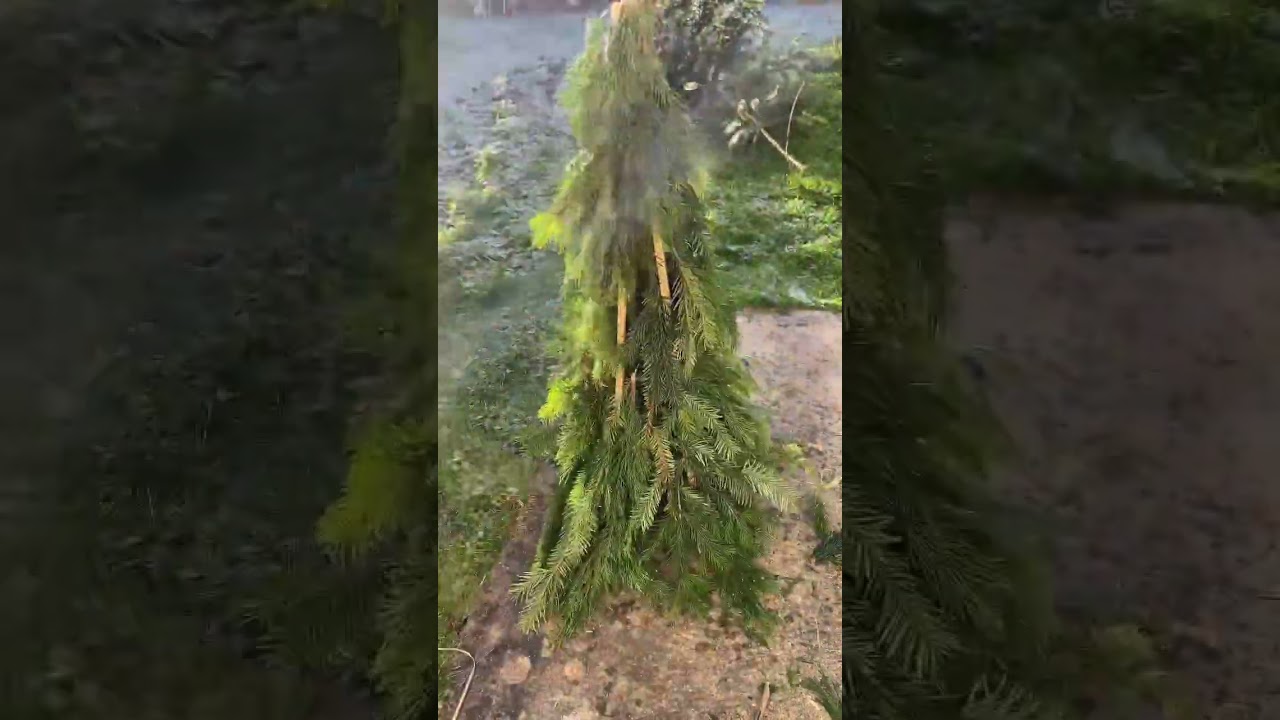 DIY Small Christmas tree from a spruce branches🥰🎄✨ #diy #diycraft #christmastree #diychristmastree