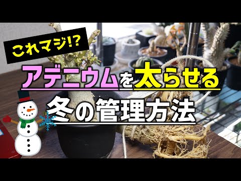 園芸 砂漠の賢者