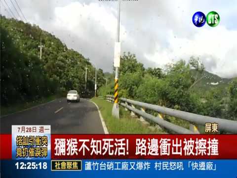 小心猴出沒! 路邊竄出嚇壞駕駛