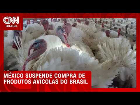 México suspende importação de produtos avícolas do Brasil | CNN AGRO NEWS