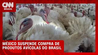 Vídeo: México suspende importação de produtos avícolas do Brasil | CNN AGRO NEWS