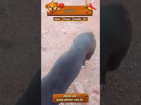 Vídeo de pretinha 