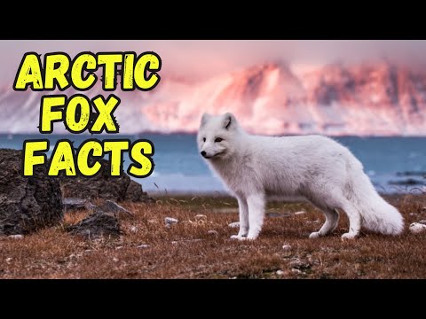 Arctic Fox Facts | The Unsung Heroes of the Arctic