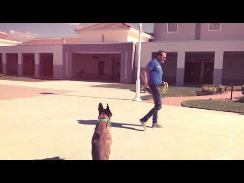 Oceans K9 Dog Training video.