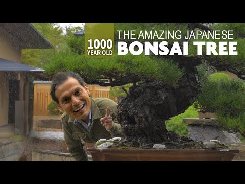 1000 Year Old Japanese Bonsai Tree Adventure ★ ONLY in JAPAN
