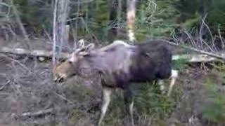preview picture of video 'Paradise, Mi Moose'